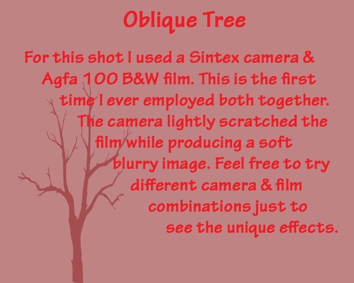 Myopic Tree - WP - essay