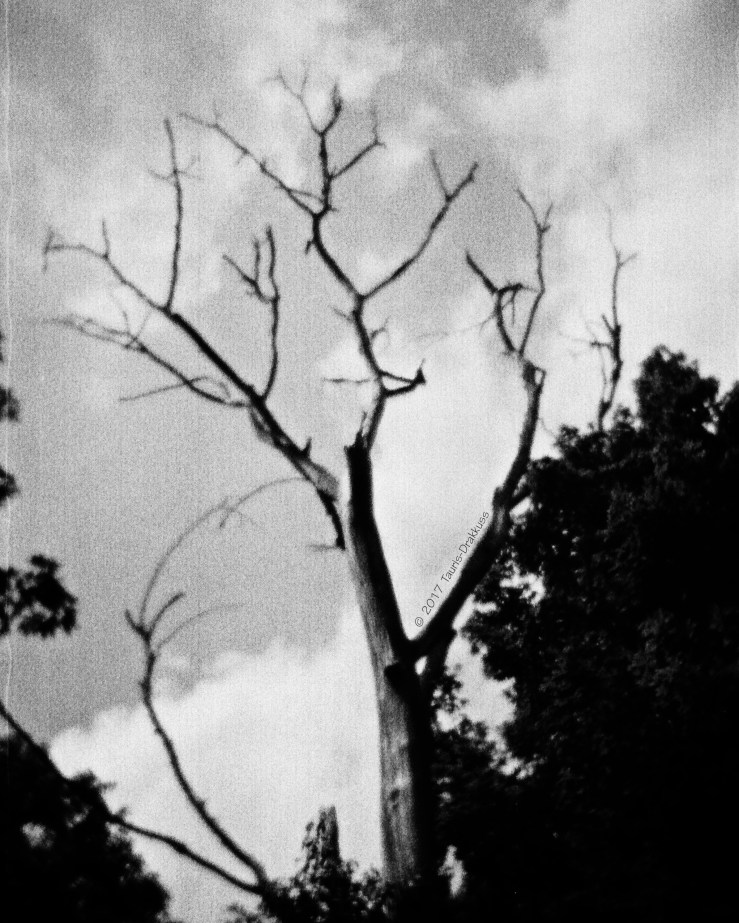 Oblique Tree - WP - Final